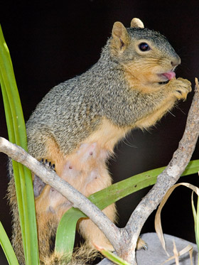 Eastern Fox Squirrel Image @ Kiwifoto.com