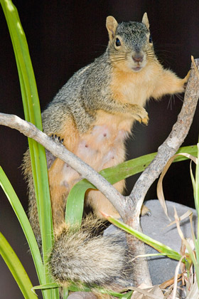 Eastern Fox Squirrel Image @ Kiwifoto.com