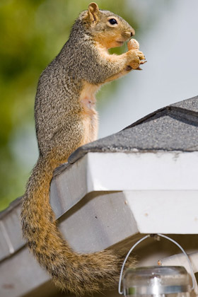 Eastern Fox Squirrel Picture @ Kiwifoto.com