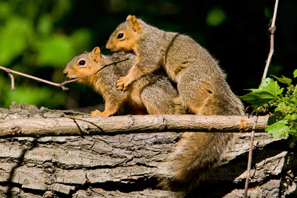 Eastern Fox Squirrel Picture @ Kiwifoto.com