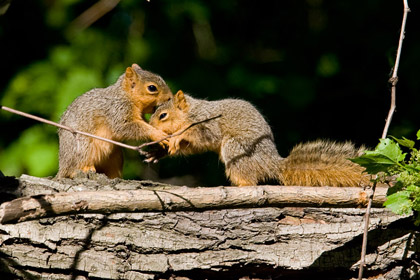 Eastern Fox Squirrel Picture @ Kiwifoto.com