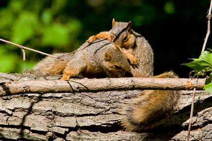 Eastern Fox Squirrel