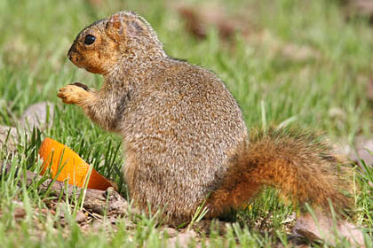 Eastern Fox Squirrel Image @ Kiwifoto.com