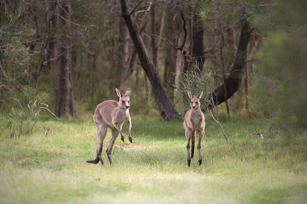 Eastern Grey Kangaroo