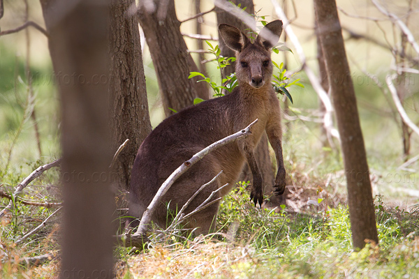 Eastern Grey Kangaroo Image @ Kiwifoto.com
