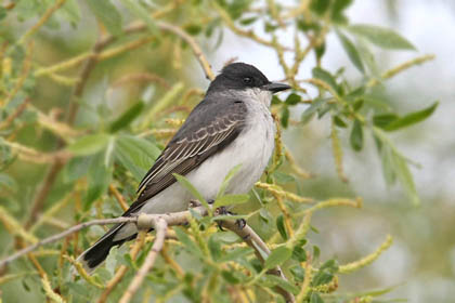 Eastern Kingbird Picture @ Kiwifoto.com