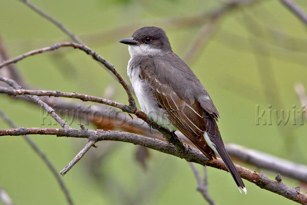 Eastern Kingbird Image @ Kiwifoto.com