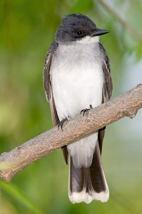 Eastern Kingbird Photo @ Kiwifoto.com