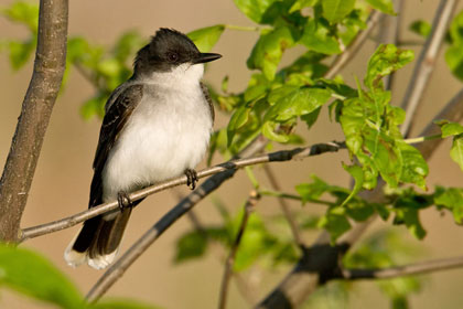 Eastern Kingbird Image @ Kiwifoto.com