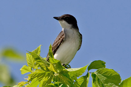 Eastern Kingbird Photo @ Kiwifoto.com