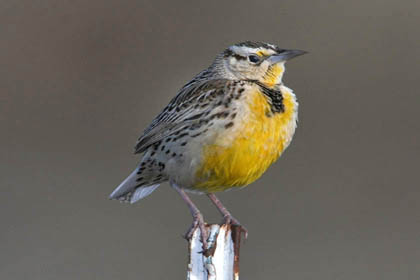 Eastern Meadowlark Photo @ Kiwifoto.com