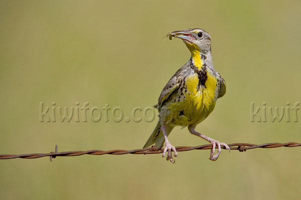 Eastern Meadowlark Image @ Kiwifoto.com