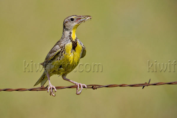 Eastern Meadowlark Photo @ Kiwifoto.com