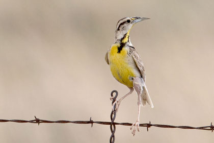 Eastern Meadowlark Image @ Kiwifoto.com
