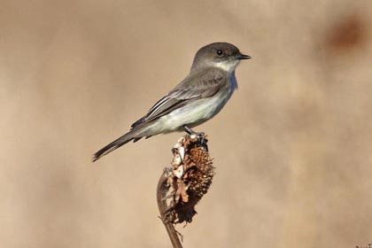 Eastern Phoebe Image @ Kiwifoto.com