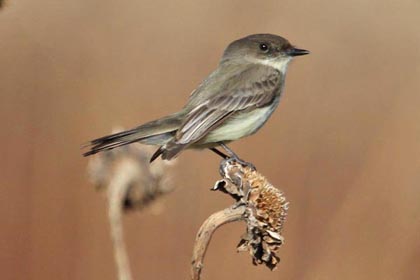 Eastern Phoebe Image @ Kiwifoto.com