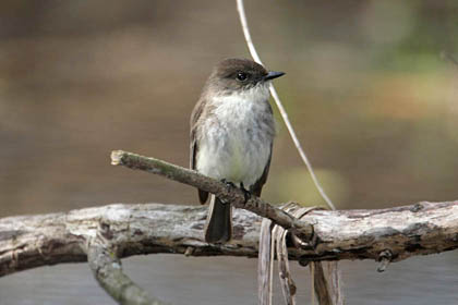 Eastern Phoebe Image @ Kiwifoto.com