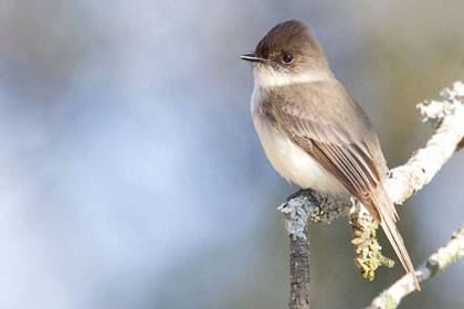 Eastern Phoebe Photo @ Kiwifoto.com