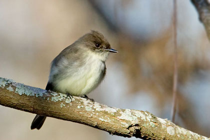 Eastern Phoebe Photo @ Kiwifoto.com