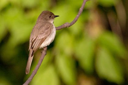 Eastern Phoebe Image @ Kiwifoto.com