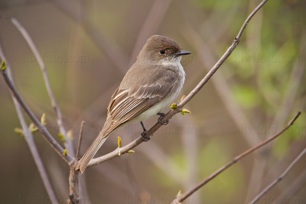 Eastern Phoebe Photo @ Kiwifoto.com