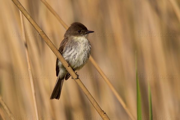 Eastern Phoebe Photo @ Kiwifoto.com