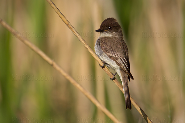 Eastern Phoebe Photo @ Kiwifoto.com