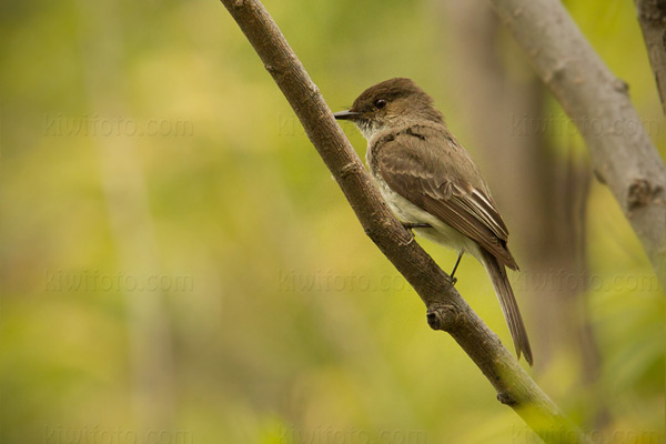 Eastern Phoebe Image @ Kiwifoto.com