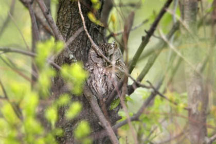 Eastern Screech-Owl Picture @ Kiwifoto.com