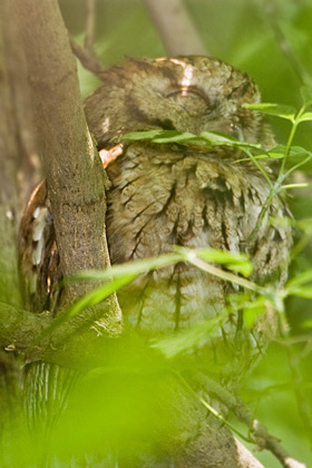 Eastern Screech-Owl (Red Morph)