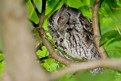 Eastern Screech-Owl Photo @ Kiwifoto.com