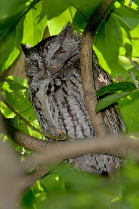 Eastern Screech-Owl Image @ Kiwifoto.com