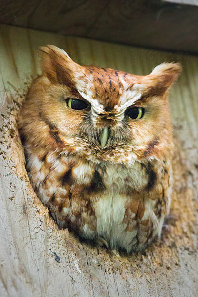 Eastern Screech-Owl Image @ Kiwifoto.com