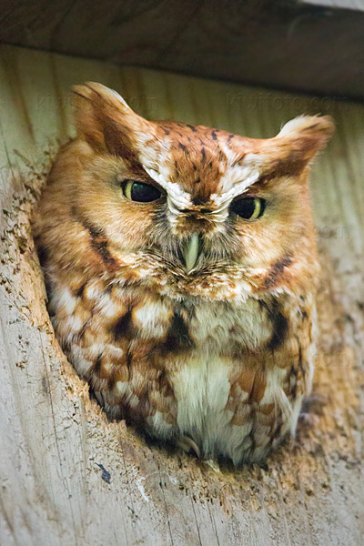 Eastern Screech-Owl Photo @ Kiwifoto.com