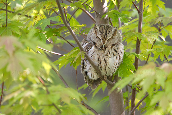 Eastern Screech-Owl Photo @ Kiwifoto.com