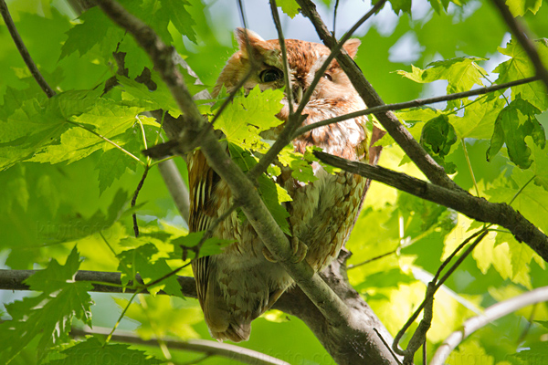Eastern Screech-Owl Image @ Kiwifoto.com