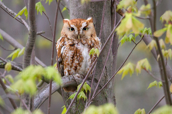 Eastern Screech-Owl Image @ Kiwifoto.com