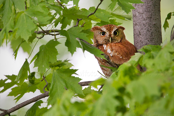 Eastern Screech-Owl, Crane Creek, Ohio