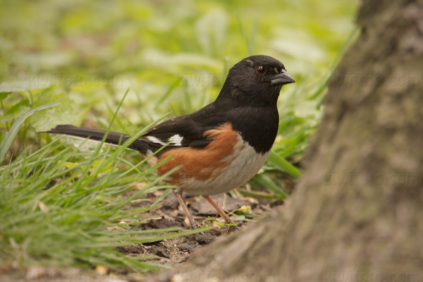 Eastern Towhee