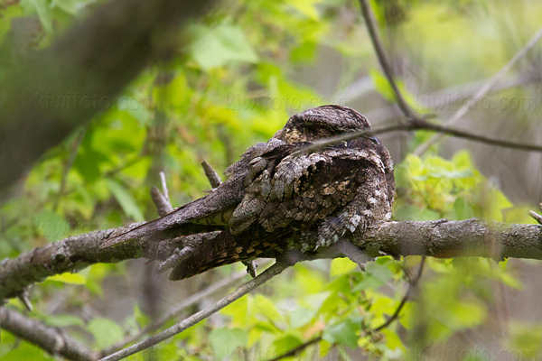 Eastern Whip-poor-will Image @ Kiwifoto.com