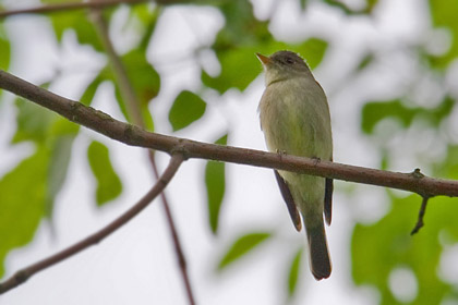 Eastern Wood-Pewee Image @ Kiwifoto.com