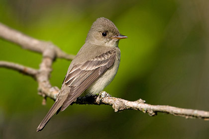 Eastern Wood-Pewee Picture @ Kiwifoto.com