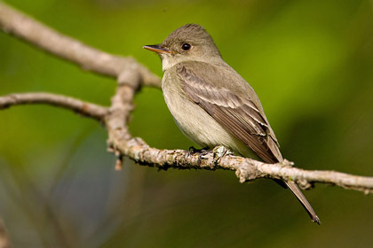 Eastern Wood-Pewee Picture @ Kiwifoto.com