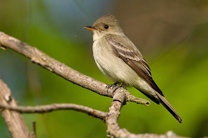 Eastern Wood-Pewee Photo @ Kiwifoto.com