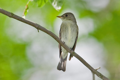 Eastern Wood-Pewee Photo @ Kiwifoto.com