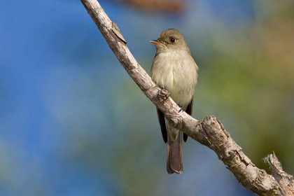 Eastern Wood-Pewee Image @ Kiwifoto.com