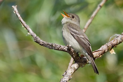 Eastern Wood-Pewee Image @ Kiwifoto.com