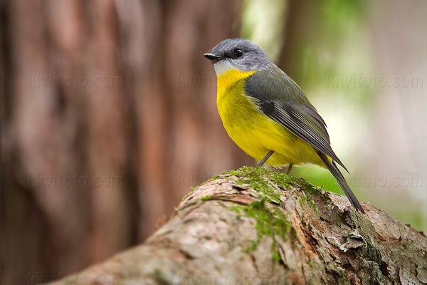 Eastern Yellow Robin Photo @ Kiwifoto.com