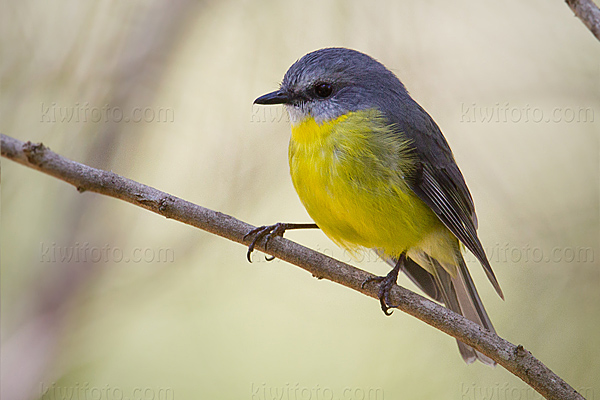 Eastern Yellow Robin Image @ Kiwifoto.com