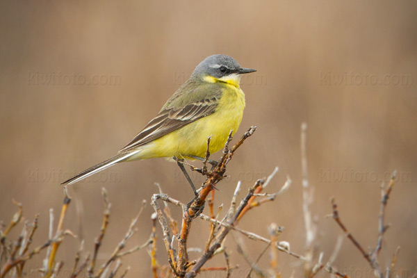 Eastern Yellow Wagtail